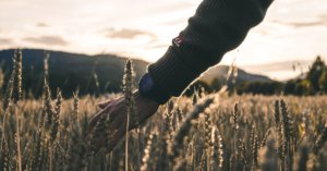 Kasper M. de Thurah ↟ iamnordic | ulvang_corn