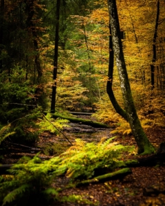 Kasper M. de Thurah ↟ iamnordic | 