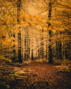 Kasper M. de Thurah ↟ iamnordic | 