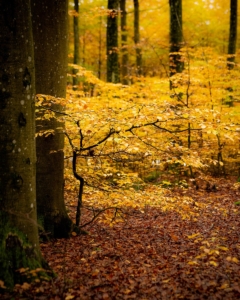 Kasper M. de Thurah ↟ iamnordic | 