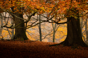 Kasper M. de Thurah ↟ iamnordic | 